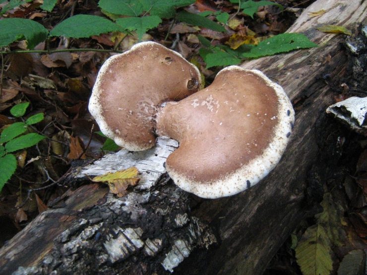 Brezovača - Fomitopsis betulina Brezovača - Fomitopsis betulina