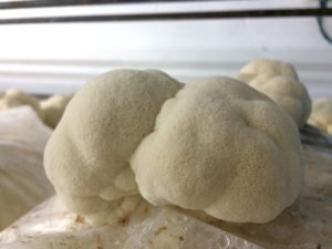 Lavlja griva - Hericium erinaceus