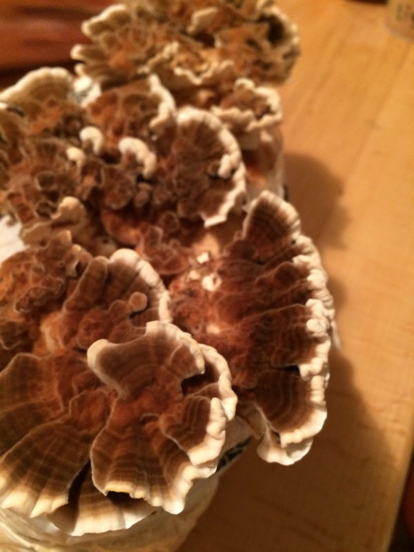 Ćuranov rep Trametes versicolor – Ćuranov rep