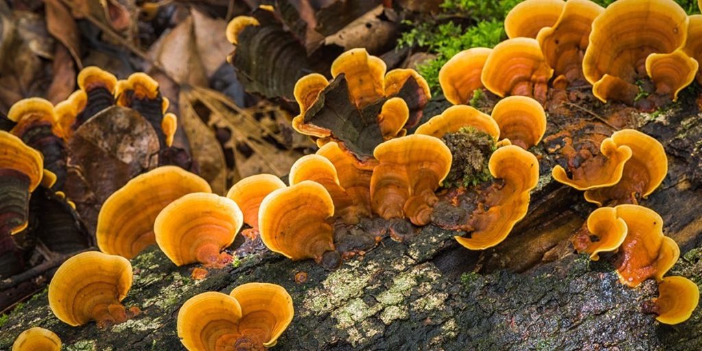 reishi pecurke