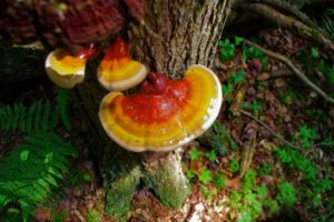 reishi pečurke