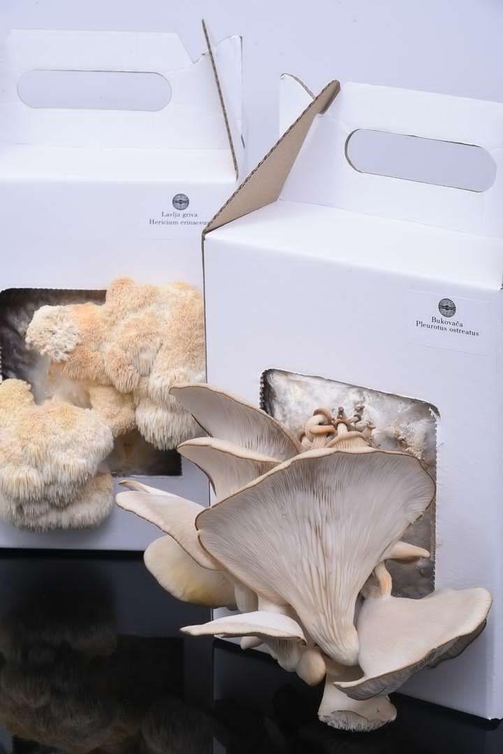 Mushroom grow kits