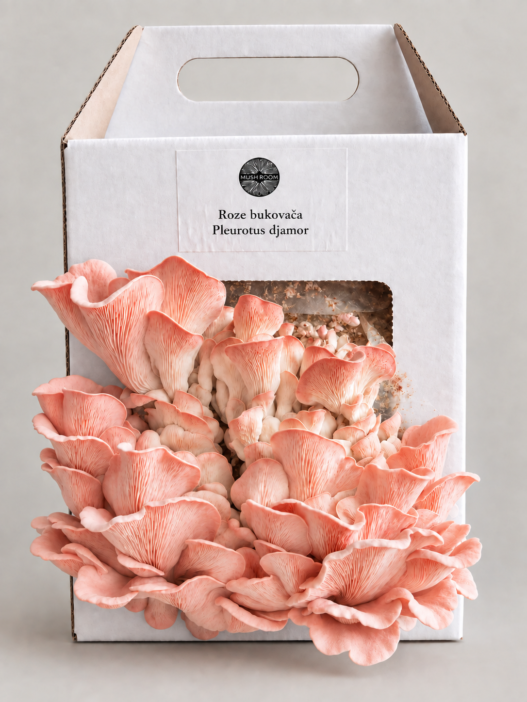 Mushroom grow kits
